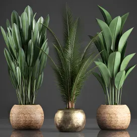 Collection of plants